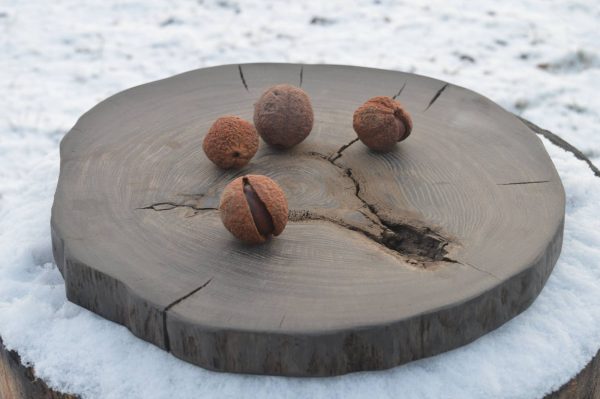 Bog oak Sushi Plate Round